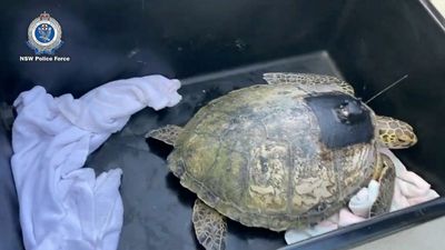 Turtle Freedom: Zoo Sends Marine Life Back Into The Wild