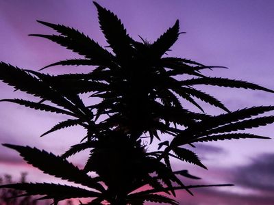 Researchers Discover A Way To Boost THC Levels In Cannabis By Nearly 20%, What This Means