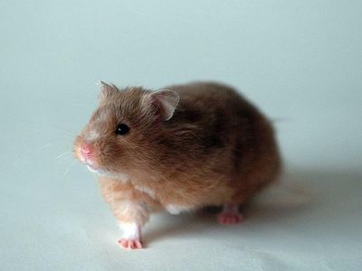 Whoops! Gene-Splicing Experiment Turns Docile Hamsters Into Aggressive Creatures