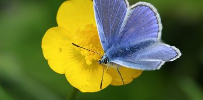 How to make your lawn wildlife friendly all year round – tips from an ecologist