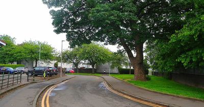 Warning after woman was left covered in blood in attack by aggressive birds in Scots street