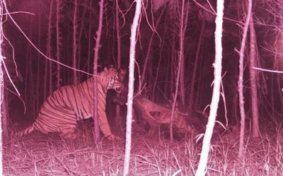 Andhra Pradesh: Teams deployed to ensure safe route for the tiger to its natural habitat
