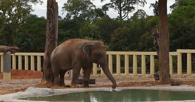 World's loneliest elephant seen splashing in new jungle home after Cher rescue