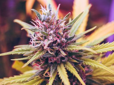 Nextleaf Q2 2022 Revenue Grows 774% YoY, Reports Management Changes