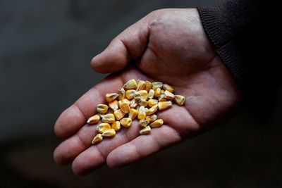 Ukraine working on U.N.-led naval operation to export its crops