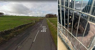 Four terrified cats dumped in Ayrshire layby as appeal for information launched