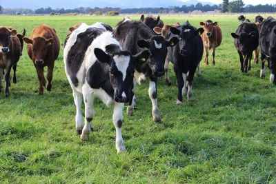 The fight against mycoplasma bovis