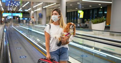 Airline pet rules for Jet2, Ryanair, easyJet, BA and more