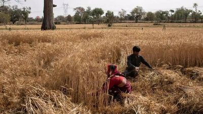 Govt for ensuring strict compliance of provisions in wheat export registration process