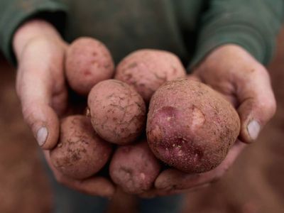 ‘There’s no quick fix’: Brexit could spark potato shortage in Ireland, experts warn