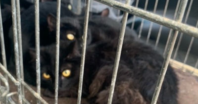 Shock as four adorable cats dumped in layby on Scots road