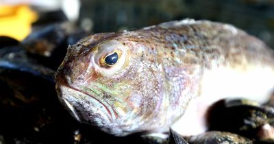 How to treat weever fish stings amid urgent warning to swimmers on rise in sightings