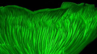 Glencoe's Ghost Mushroom Lane begins to flourish after heavy rainfall