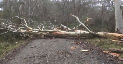 Blown away: wind whips up more than 500 Hunter, Central Coast SES jobs
