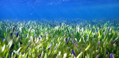 Meet the world's largest plant: a single seagrass clone stretching 180 km in Western Australia's Shark Bay