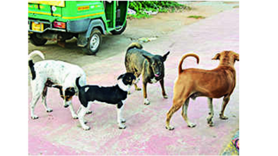 Bhubaneshwar Municipal Corporation to double kennel strength