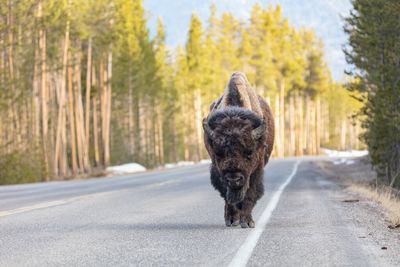 Yellowstone tourist gored, tossed into air by bison