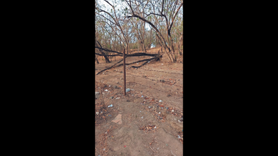 Pune: Residents concerned over tree felling on NIBM Road