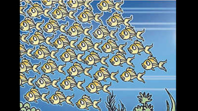 West Bengal: Endangered Hilsa, Kajri, Vacha back, fish diversity up in Ganga