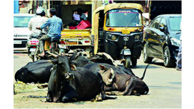Finally, Vadodara Municipal Council wakes up to cattle menace