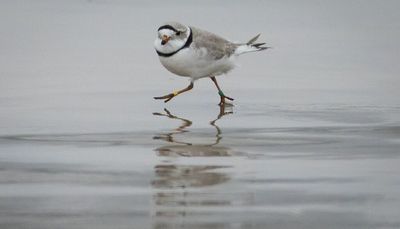 Cause of death released for beloved piping plover Monty