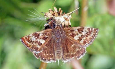 Country diary: For spring butterflies, survival is the name of the game