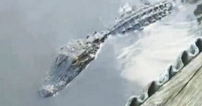 Man savaged and killed by alligator after wading into lake to fetch lost Frisbee