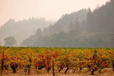 Famous wineries evacuated as wildfires ‘mapped at 570 acres’ seize Napa valley