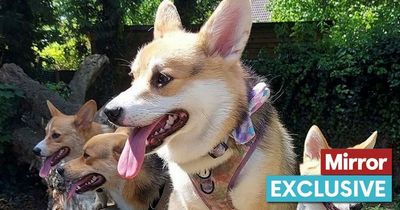 'Most regal' corgi waves like the Queen, loves biscuits and dresses up in Union Jacks