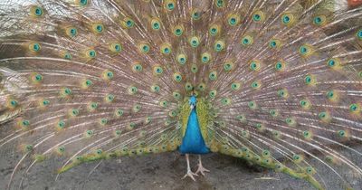 Peacock 'horribly tortured and killed' following break-in to aviary at Scots park