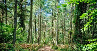 Beard Construction buys huge woodland near Bristol
