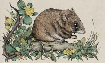 Extinction obituary: how the Bramble Cay melomys became the first mammal lost to the climate crisis