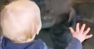 Edinburgh Zoo gorilla leaves toddler terrified after 'going in for a kiss'
