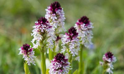 Spate of orchid thefts in England puts rare species at risk