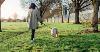 Woman 'dragged across pavement' by dog snatcher while on walk in terrifying ordeal