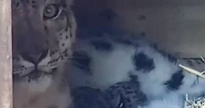 Rare snow leopard gives birth to two cubs at Highland Wildlife Park