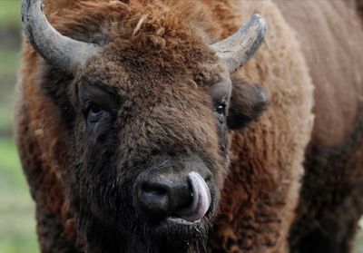 Bison gores woman in Yellowstone National Park