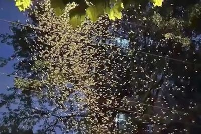 As Lockdown Lifts, Shanghai Swarmed With Termites