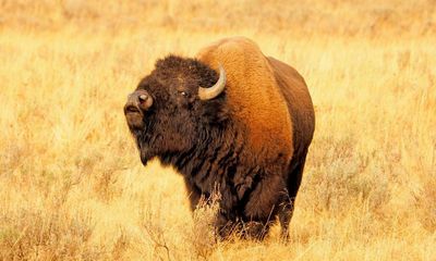 Woman gored by bison in Yellowstone national park