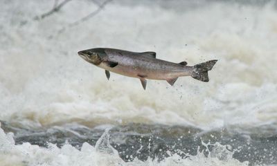 Record low wild salmon catch in Scotland alarms ecologists