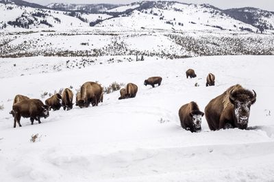 A bison gored a woman who got too close to it in Yellowstone National Park