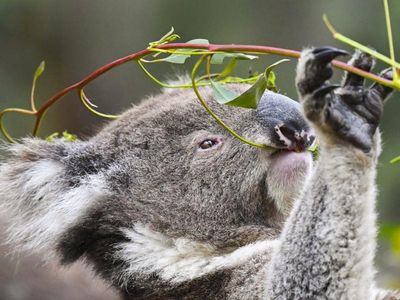 Koalas found living in NSW national park