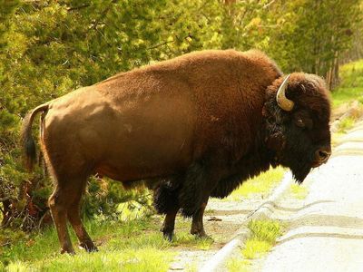 A Woman Got Too Close To A Bison At Yellowstone: What Do You Think Happened To Her?