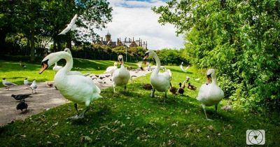 Worries Platinum Jubilee fireworks could harm swans and wildlife