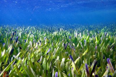 World's largest plant is a vast seagrass meadow in Australia