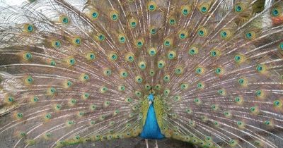 Peacock 'horribly tortured and killed' by sadistic thugs during break-in at aviary