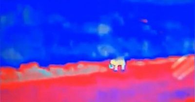 Manchester holidaymaker claims to have spotted 'PUMA' near North Wales beach