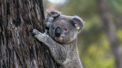 Old Moruya farm among several private properties working to save koalas endangered by bushfire