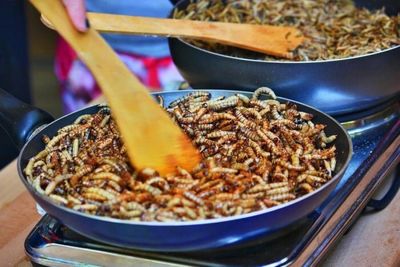 Export outlook bright for edible insects