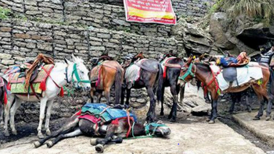 Mules in Kedarnath overworked, beaten, drugged & dying